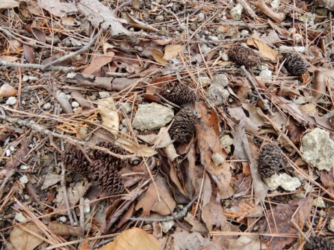 足元に落ちているのはヤシャブシの実ですね。この実を煮出して染め物ができます。