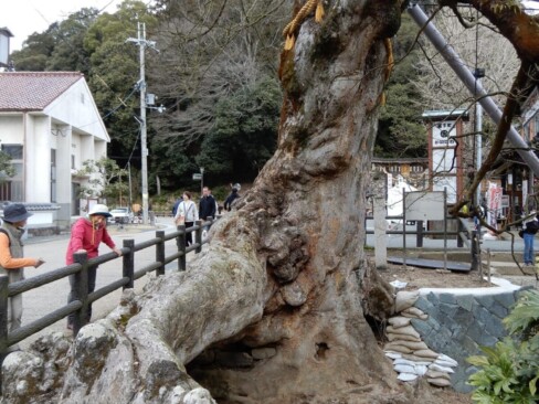 スゴイ根っこですね。