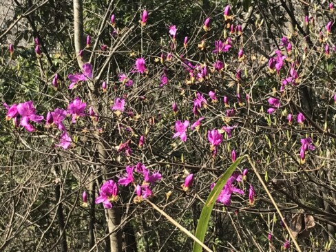 登りきったらミツバツツジが咲いていました。ミツバツツジの季節が始まりますね。