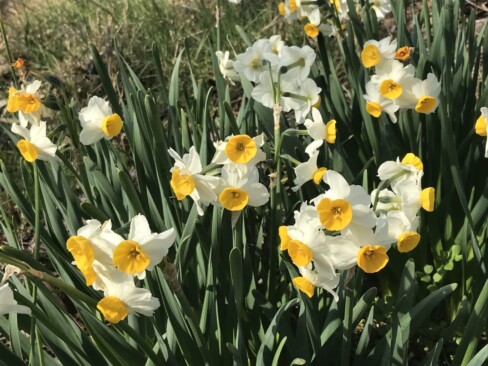 スイセンが満開。天気の良い日は、花たちもうれしそう(*^^*)