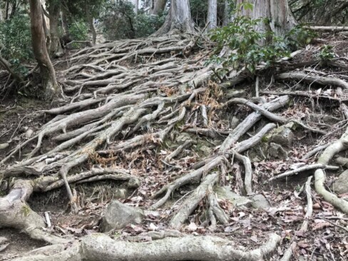 横高山への上りはかなりの急登!!しかも、この木の根!!