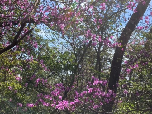 ミツバツツジが癒してくれます。