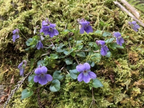 太陽の光を浴びて、笑っているようなスミレたち(*^^*)