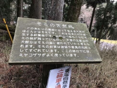 モミの木はたくさんありましたが、下のササは食害にあって全く茂っていませんでした。