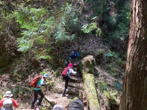 大きな倒木が・・・