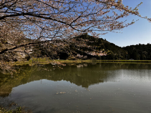 車を置かせていただいた所の近くのため池。小畑地区にはこのようなため池が多くあるとのこと。水辺の桜、絵になりますね