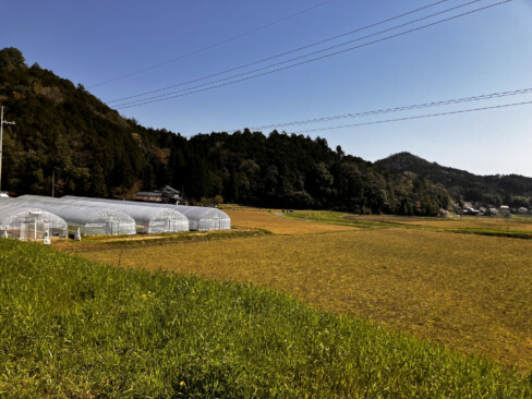 静かなで広々とした田園風景です