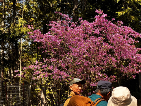 主郭辺りではミツバツツジも多く見られました