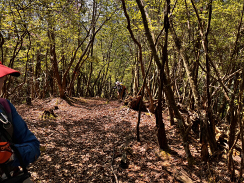 暖かな春光の中、木立の間を緩やかに進みます