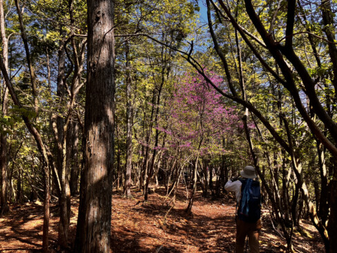 ミツバツツジの尾根と呼ばれている辺り。まだ花をつけている枝もありました