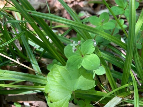 あなたは?エドノヨツバムグラですか?