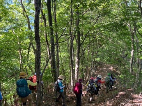 最高の登山日和☼緑のトンネルが気持ちいい。