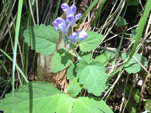 タツナミソウ、発見!!