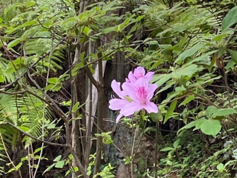 緑の中に、ピンクのモチツツジ