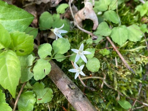 タニギキョウ・・小さくてかわいい。