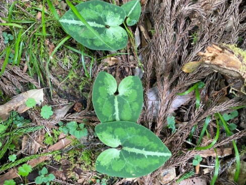 カンアオイの葉。