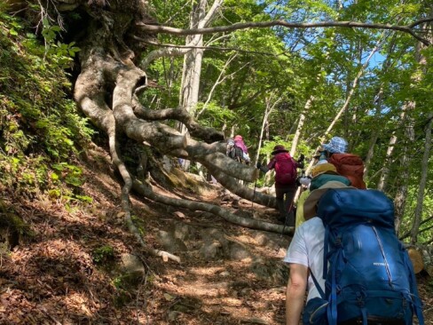 大きな木が根元から抜けて倒れています。