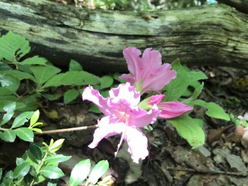 新芽やがくなどがねばねばしているモチツツジ