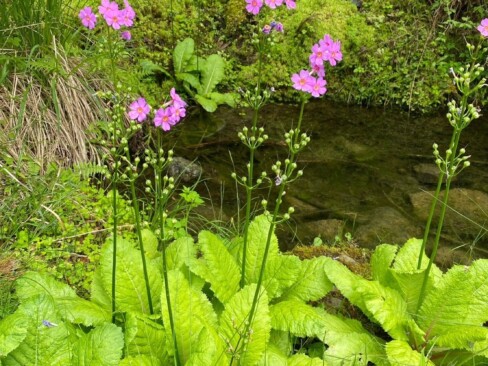 「はせがわ」の近くのクリンソウ。そろそろ終わりかな。