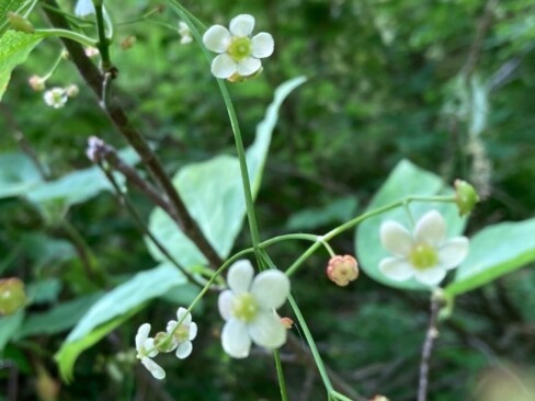 長い花柄にぶら下がって花をつけるツリバナ。