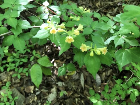 清楚な感じの淡い色が素敵なツクバネウツギ