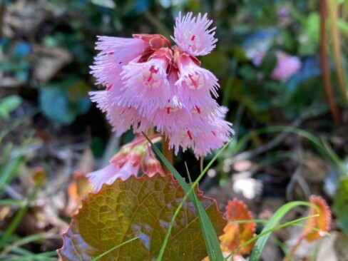 山頂付近では、まだイワカガミが待ってくれていました。