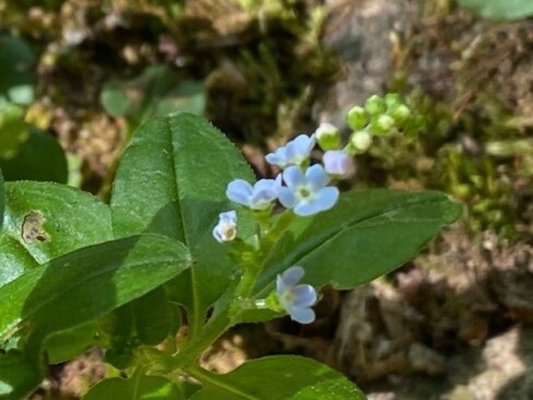 ブルーのミズタビラコ。青って珍しい・・・かな??