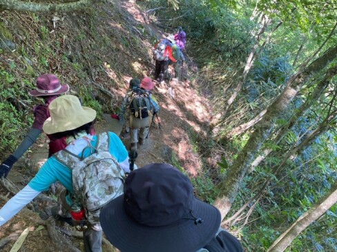 背の高いチシマザサの間を下っていきます。根曲がり竹、あるかな?