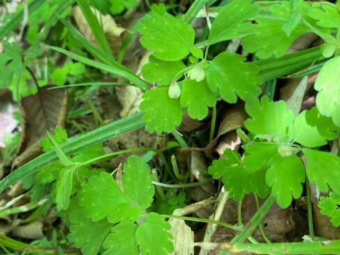 あなたのお名前は?・・・もしかして、サンインシロガネソウ??