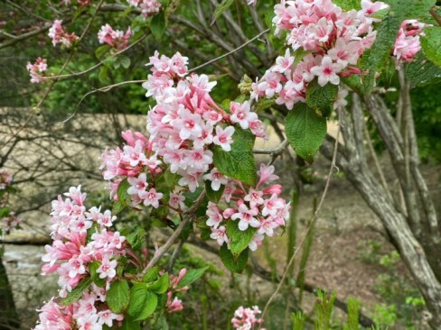 ピンクのかわいいタニウツギ