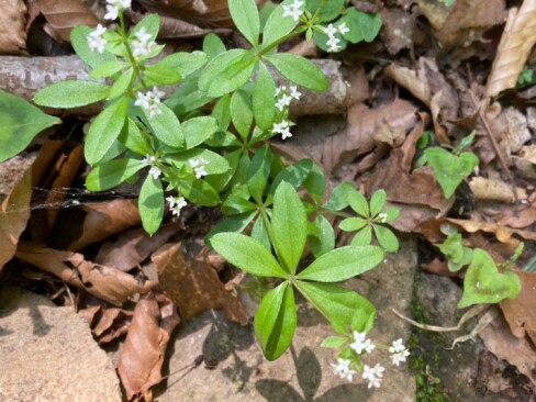 クルマバソウ・・これもまた、小さくて白い花がかわいい。