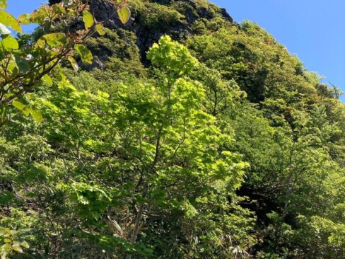 左上にこしき岩。次は登ってみたいな。