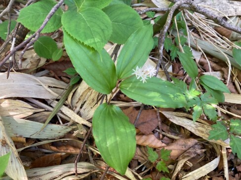 ユキザサ・・・白くて清楚なお花。