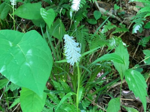 日陰の斜面にシライトソウ発見!!テンションup