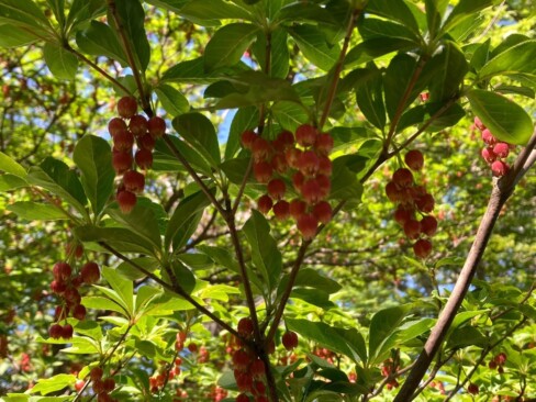 ベニドウダン、かわいすぎます。漢字で書いてもかわいい「紅満天星」