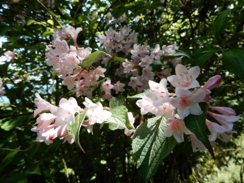 ピンクのタニウツギが満開です(*^^*)