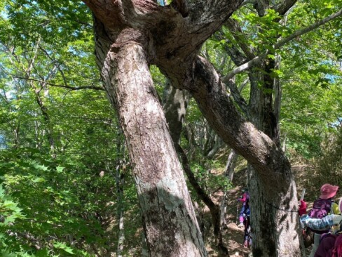 連理の木・・これですね。なんでこんなことに??