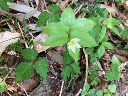 チゴユリが、上を向いて咲いていました。