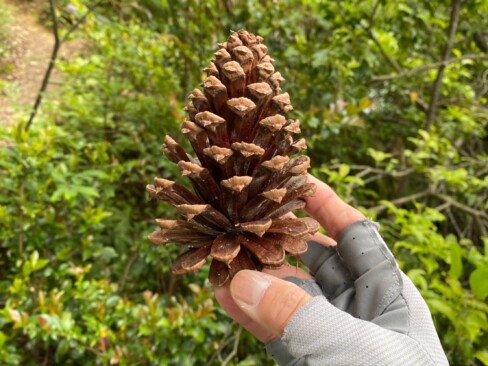 なんと、きれいに開いたマツボックリさん。