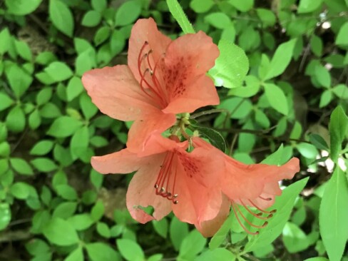 オレンジ色がかわいいヤマツツジ