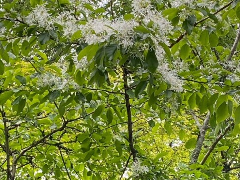 ナンジャモンジャの木もたくさんありました。