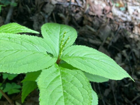 このフタリシズカちゃんは、これから咲くんですね。