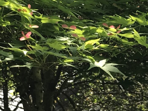 ほんのり赤いプロペラがかわいい(>_<)