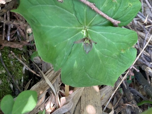 葉っぱが目立つエンレイソウ。