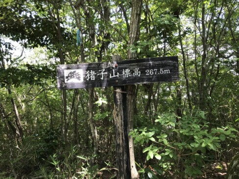 10:31。本日一つ目のピーク「猪子山」に到着。ウリボウです。