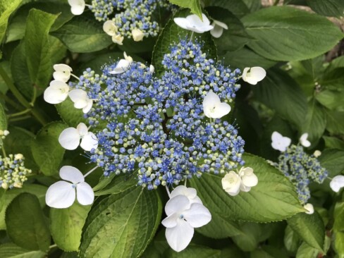 桑實寺の境内に咲くアジサイ。