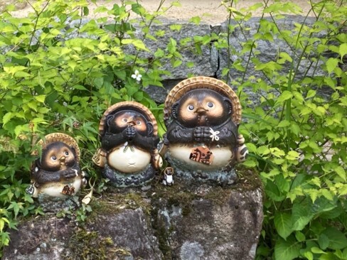 タヌキ三兄弟。