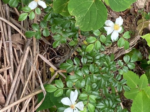 ノイバラ。梅雨時は白い花がさわやかです。