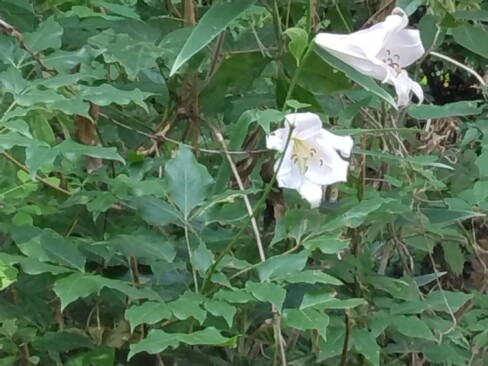 安土山の山頂付近にササユリが。シーズンは終わりかけですね。