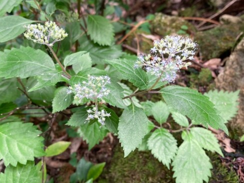 コアジサイ。花は終わりかな?